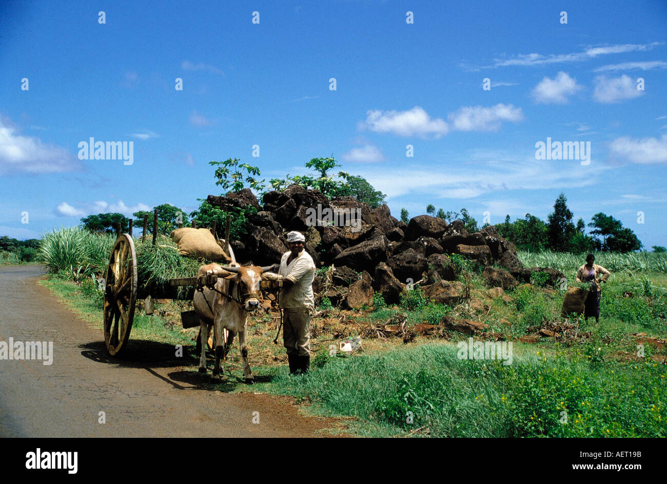 Zebu-Fahrzeug-mauritius Stockfoto