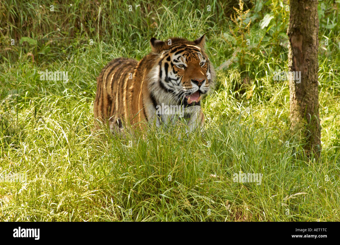 Amur-Tiger Stockfoto