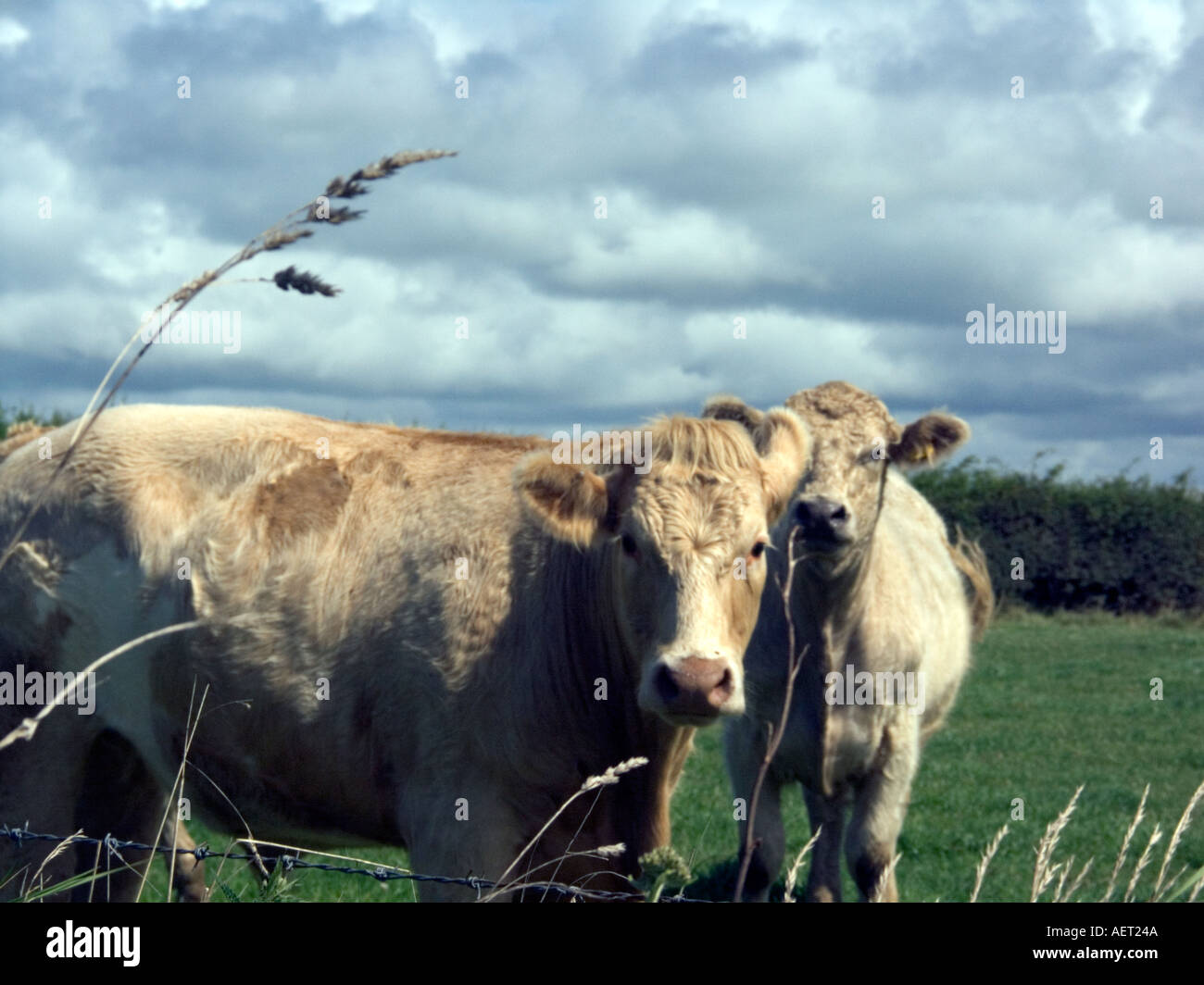 Young lenkt in North Cornwall, Kernow, Feld, Wettsektor, UK, Stockfoto