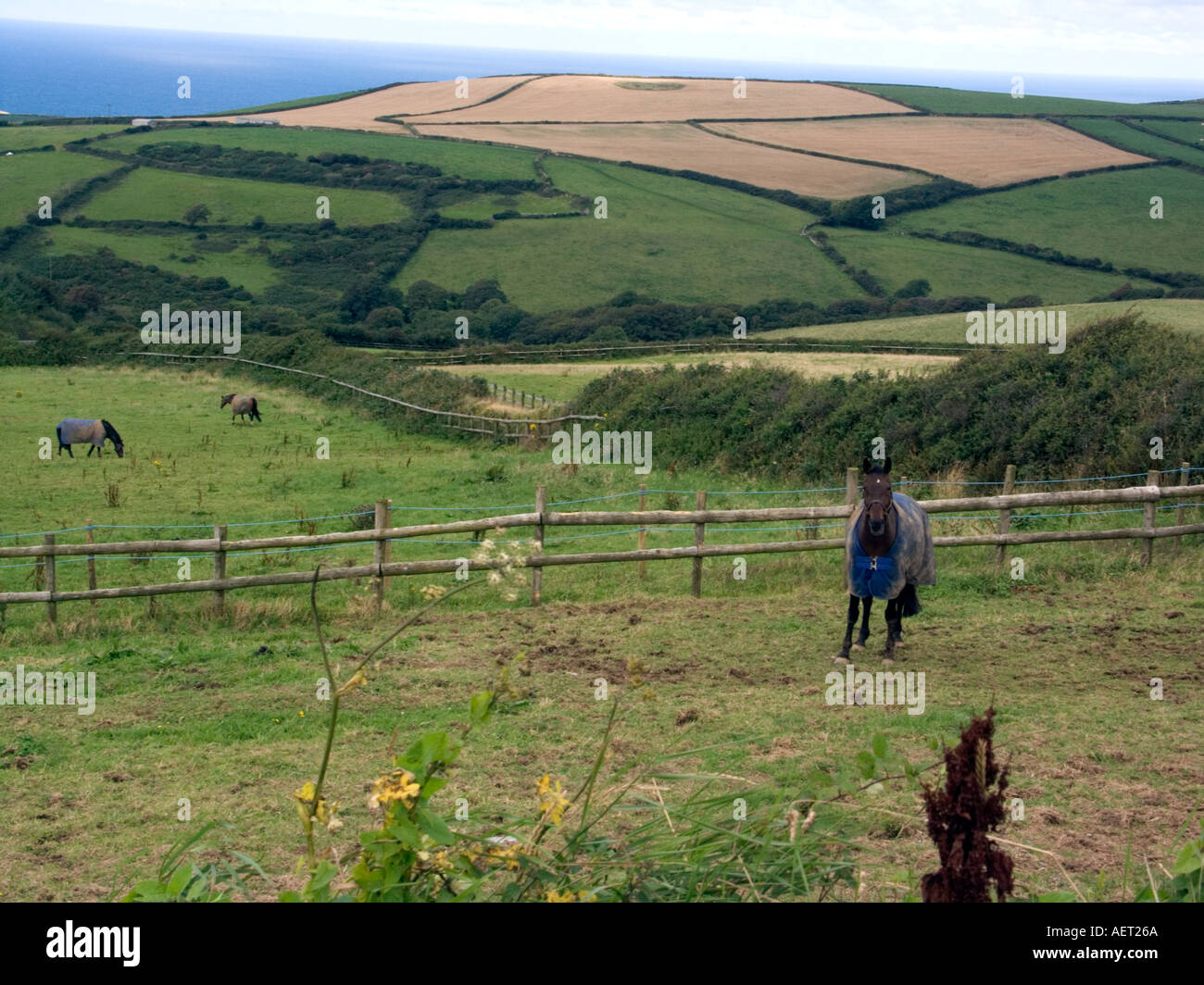 Ländliches Motiv, Pferde tragen Mäntel im August, Tintagel, North Cornwall, UK, Stockfoto