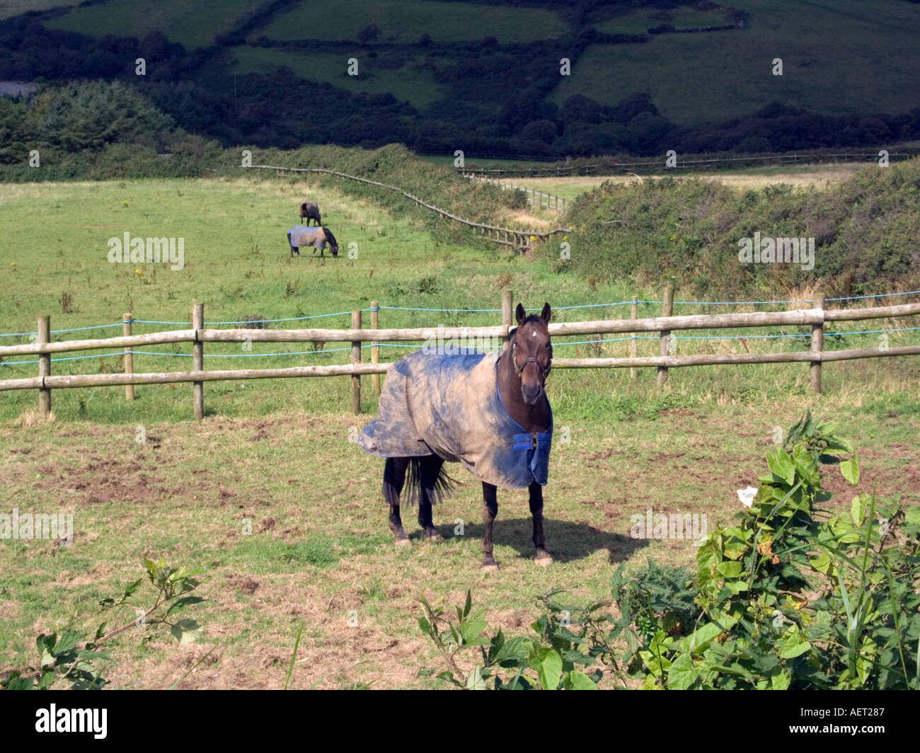 Ländliche Szene Pferde tragen Mäntel im August Tintagel North Cornwall England Great Britain UK Pferd Pferde Pony Decke decken Stockfoto