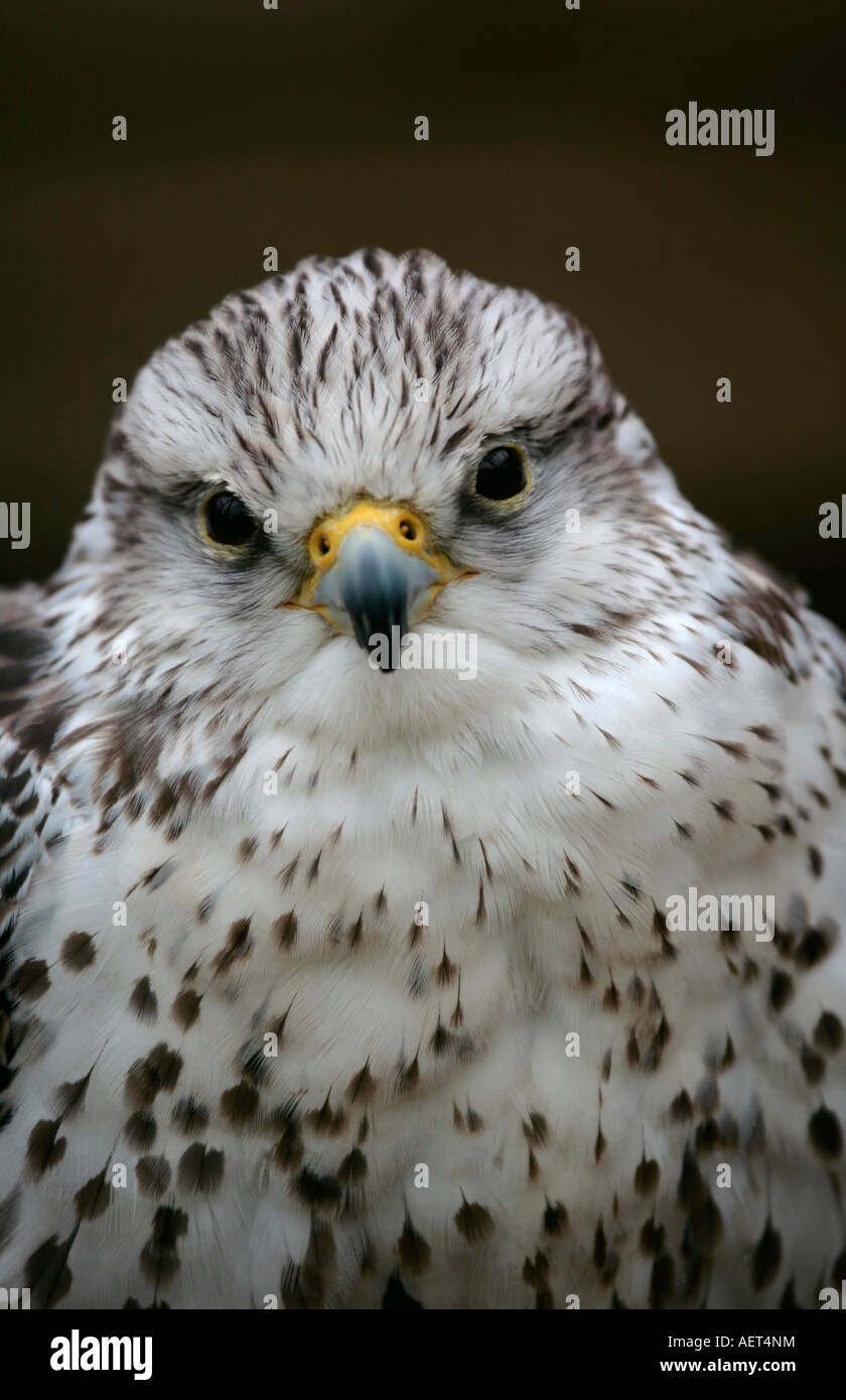 Gyr X Saker Falcon blickt direkt auf die Kamera Stockfoto