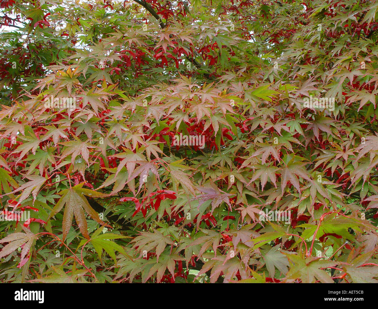 Acer Palmatum Ichitoseyana mit Samen Herbst Herbst Laub Wirkung Stockfoto