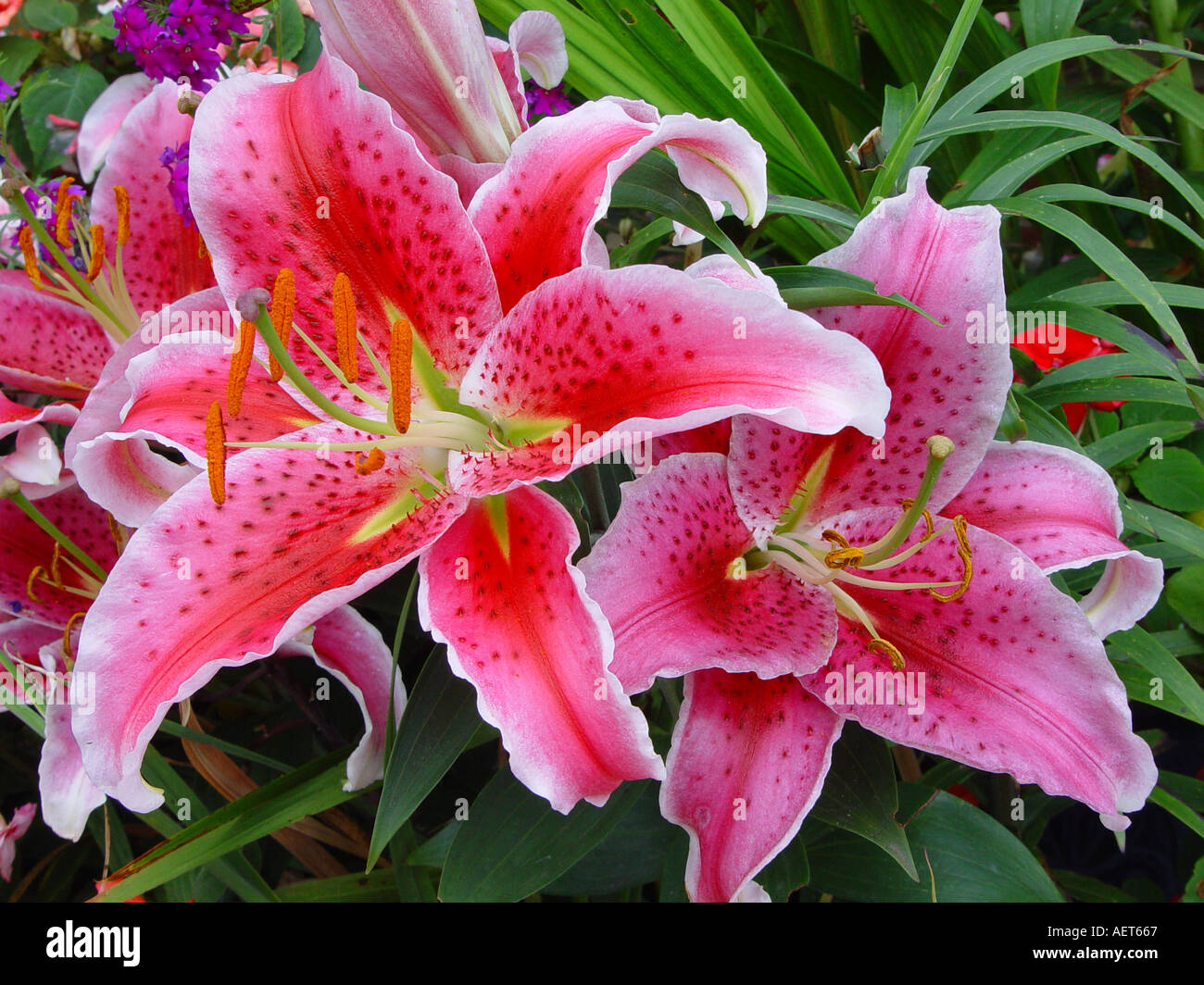 Lilium Stargazer duftenden Garten Lily Stockfoto