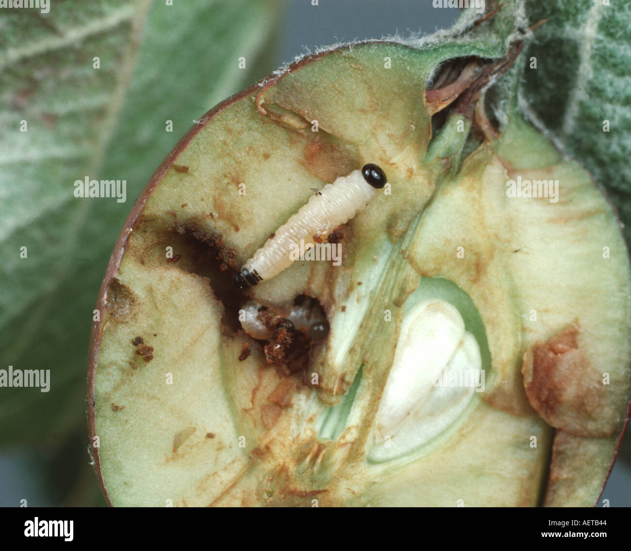 Apple Blattwespen Hoplocampa Testudinea Larven in beschädigten Apfelfrucht Stockfoto