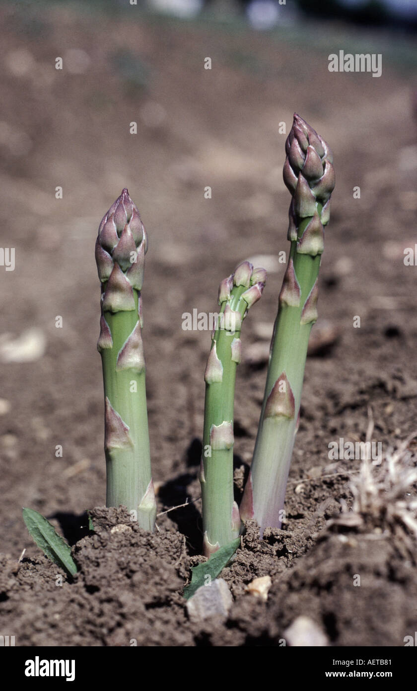 Spargel Stiele wachsen oberhalb Bodenniveau zur Erntezeit Stockfoto