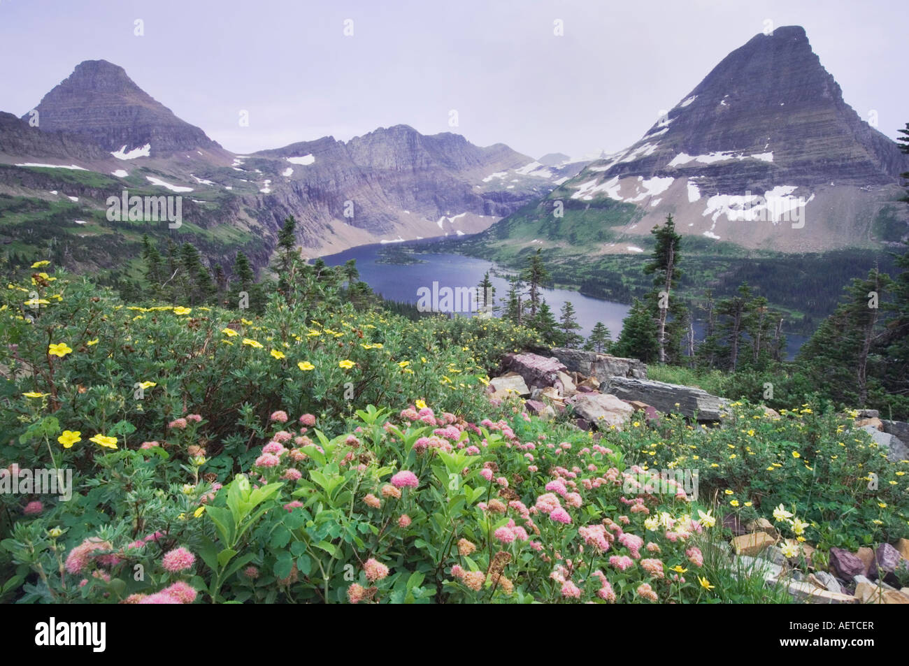 Wildblumen und versteckten See strauchige Fingerkraut gelb Columbine White Spiraea Glacier Nationalpark Montana USA Juli 2007 Stockfoto