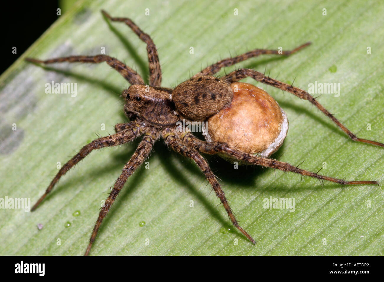 Wolfspinne-Pardosa Amentata Lycosidae tragen ihre Ei-Sac die zeigt deutlich die weiße Naht UK gesichtet Stockfoto