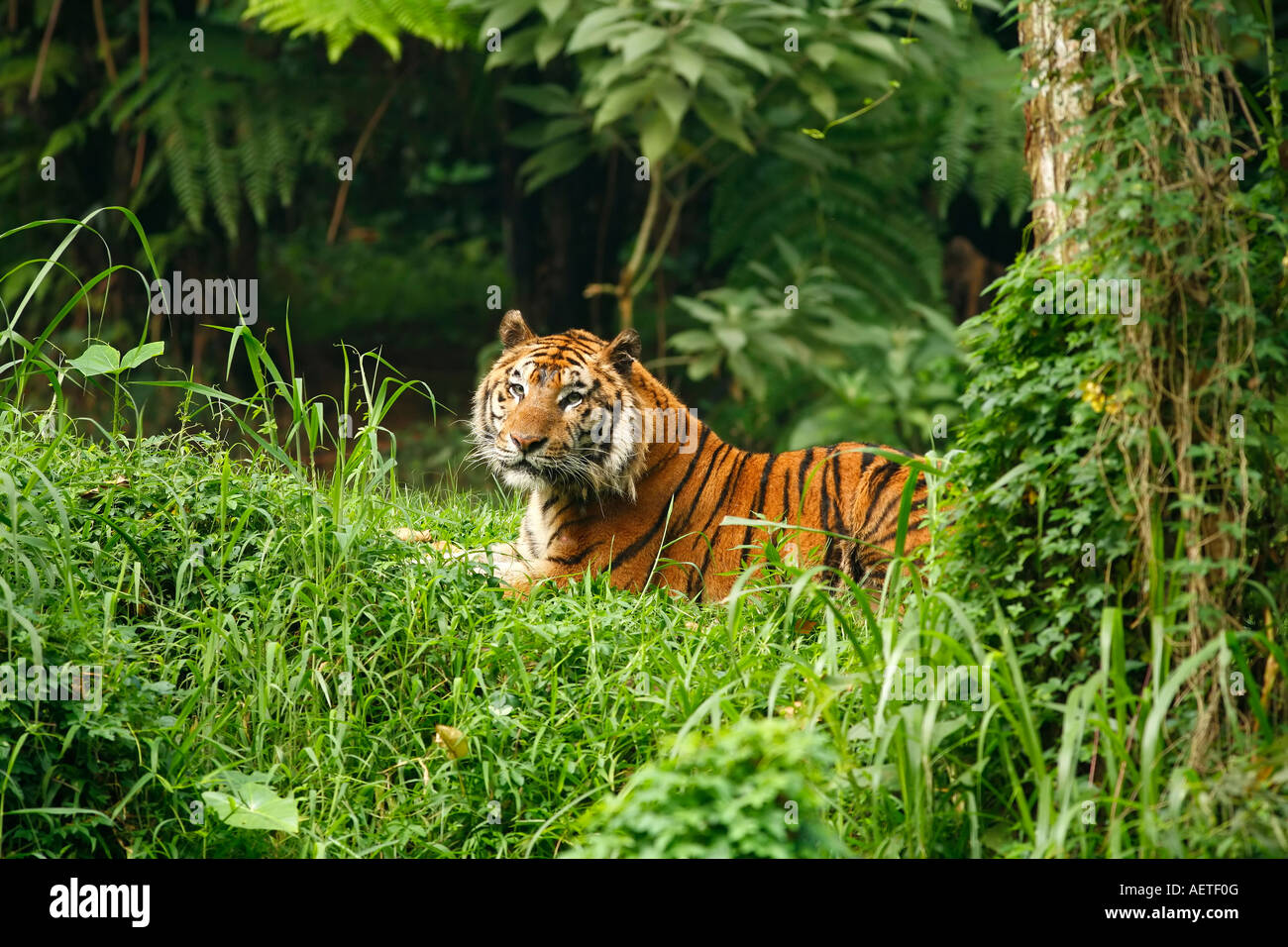Sumatra Tiger Panthera Tigris Sumatrae Im Regenwald Stockfotografie Alamy