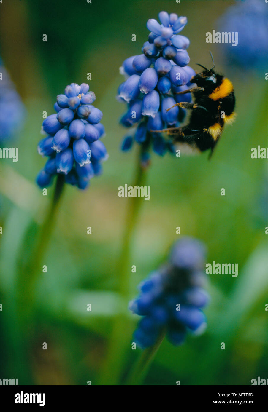 HUMMEL AUF TRAUBEN HYAZINTHE MUSCARI ARMENIACUM IM ZEITIGEN FRÜHJAHR Stockfoto