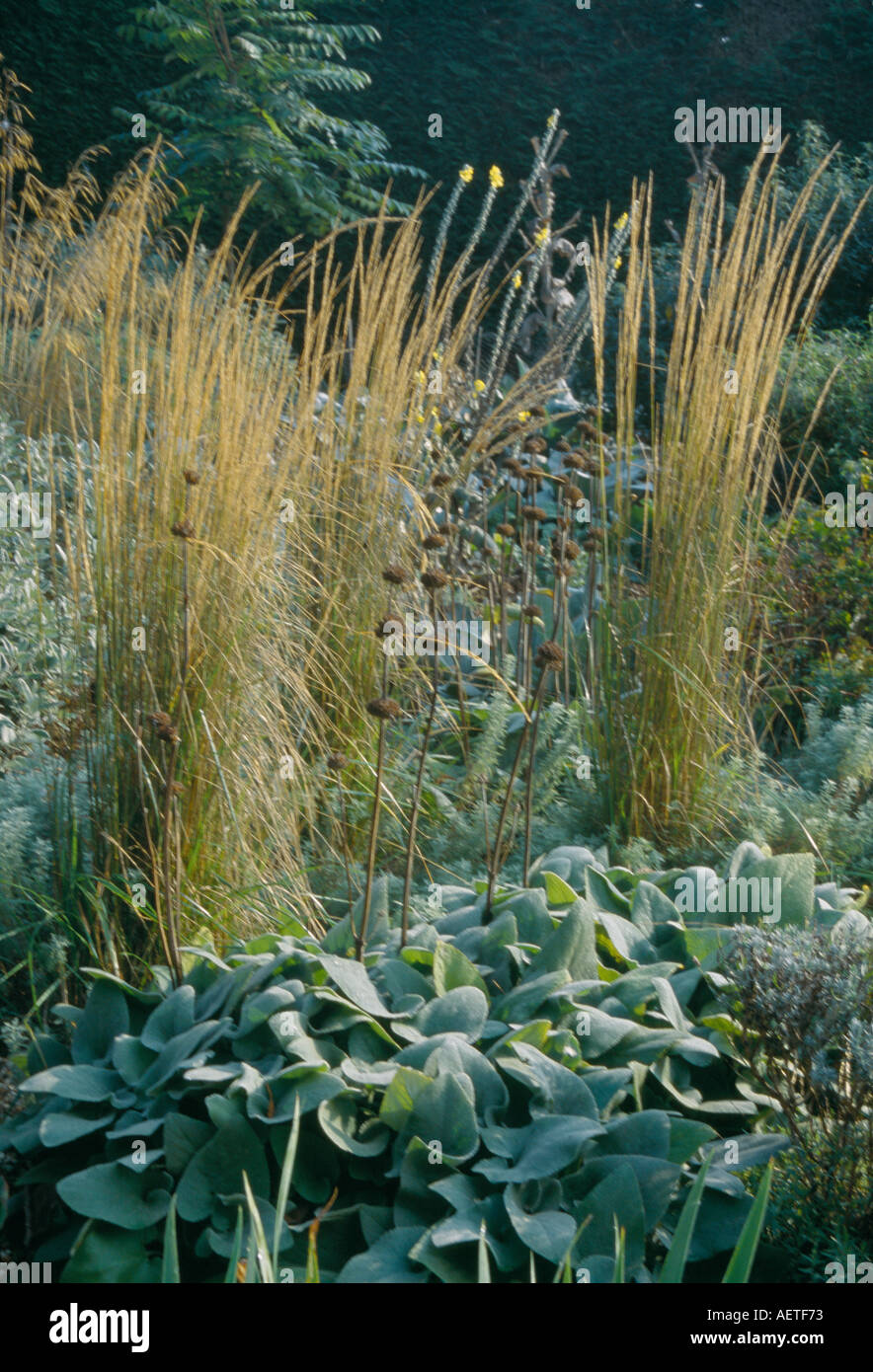 GRASS CALAMAGROSTIS X ACUTIFLORA KARL FOERSTER UND KÖNIGSKERZE VERBASCUM BOMBYCIFERUM AN BETH CHATTO S KIES GARTEN ESSEX Stockfoto