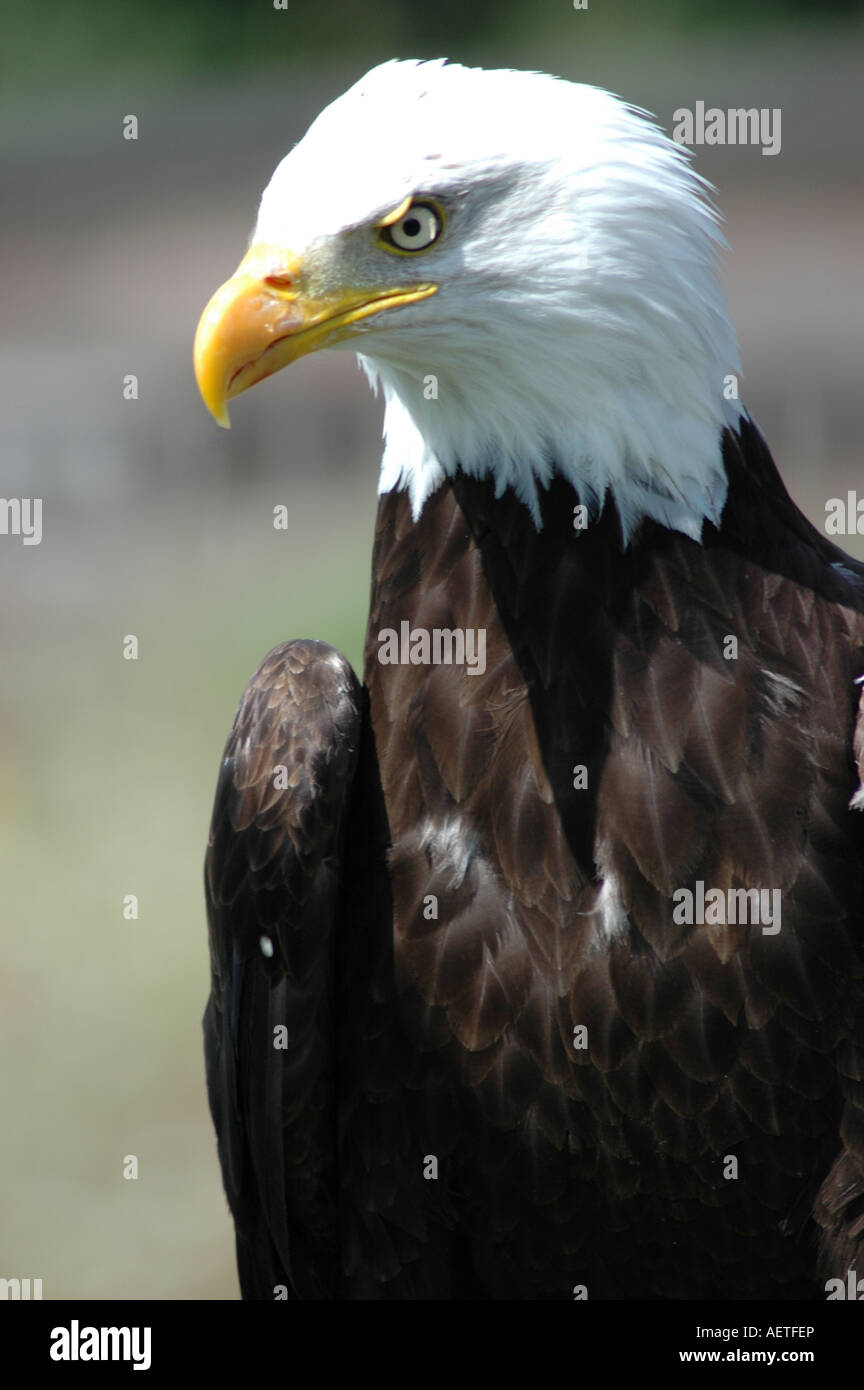 Weißkopf-Seeadler oder American Eagle Haliaeetus Leucocepha Stockfoto