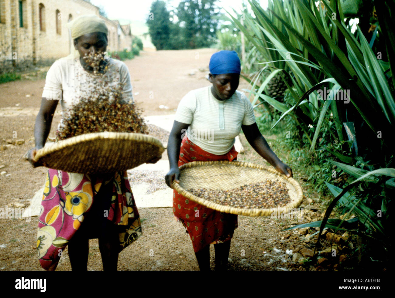 Ruandische Frauen Sichten Kaffeebohnen Stockfoto