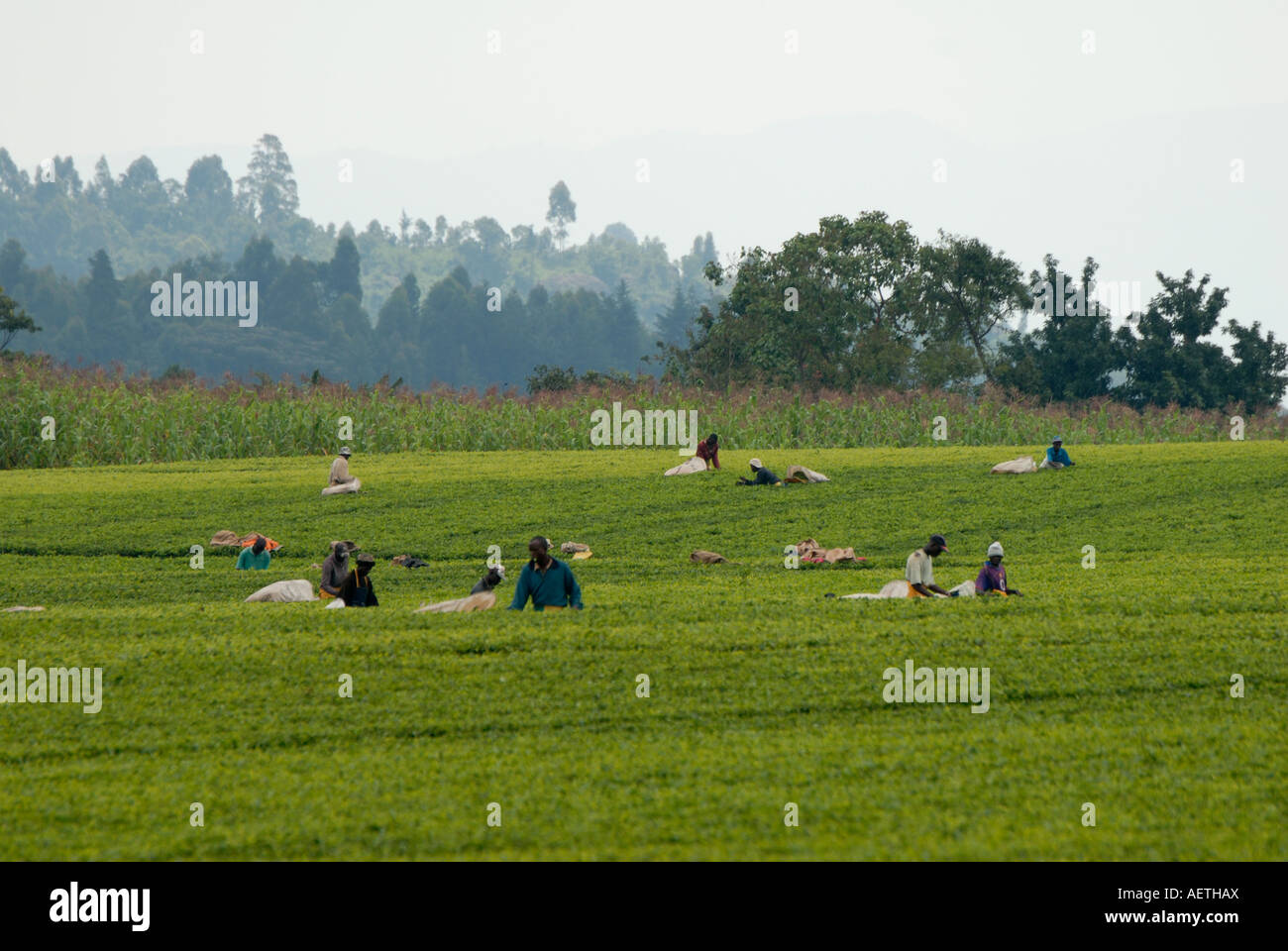 Schöne gepflegte Teeplantagen in der Nähe von Kericho im westlichen Kenia in Ostafrika Stockfoto