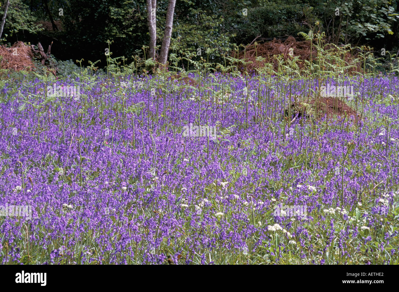 Lichtung der Glockenblumen im Mai Devon England England Europa Stockfoto