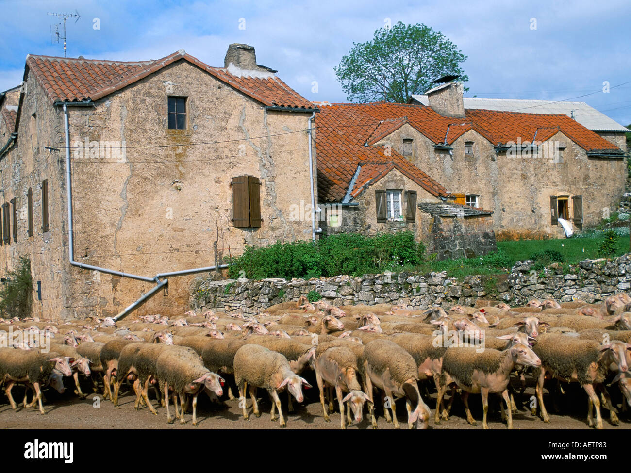 Herde von Schafen Causse Noir Roquefort Region Aveyron Frankreich Europa Stockfoto