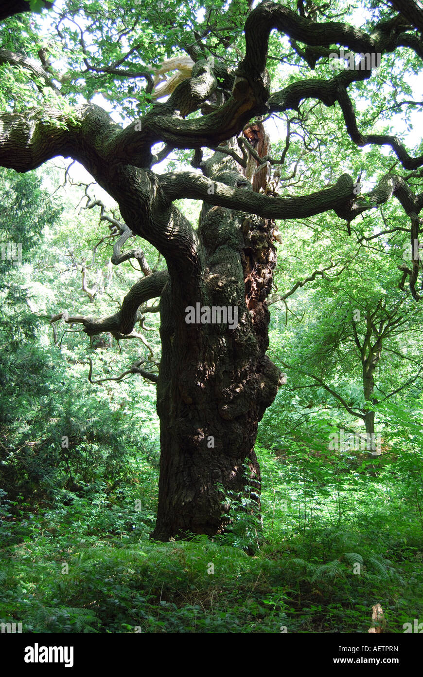 Alte Eiche Sherwood Forest, Nottinghamshire, England, Vereinigtes Königreich Stockfoto