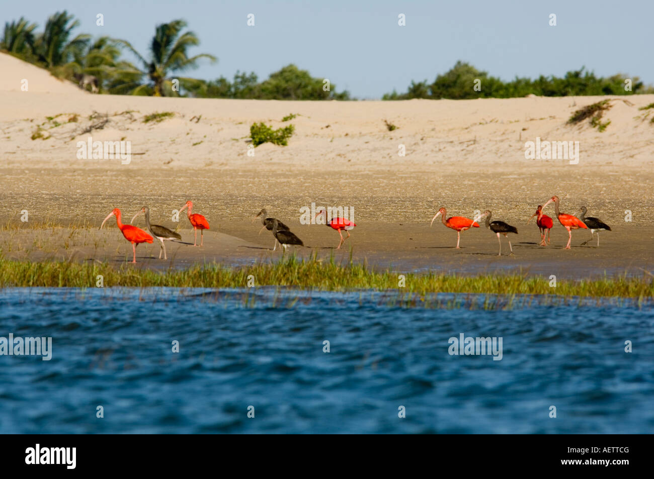 Scharlachrote Ibisse Eudocimus Ruber Rio Preguiças Maranhão, Brasilien Stockfoto