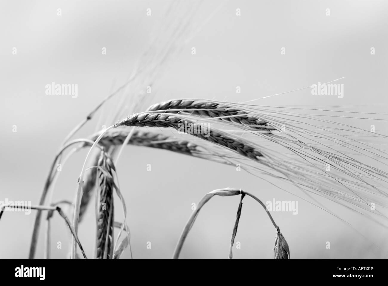Schwarz / weiß Weizen in einem Feld Stockfoto
