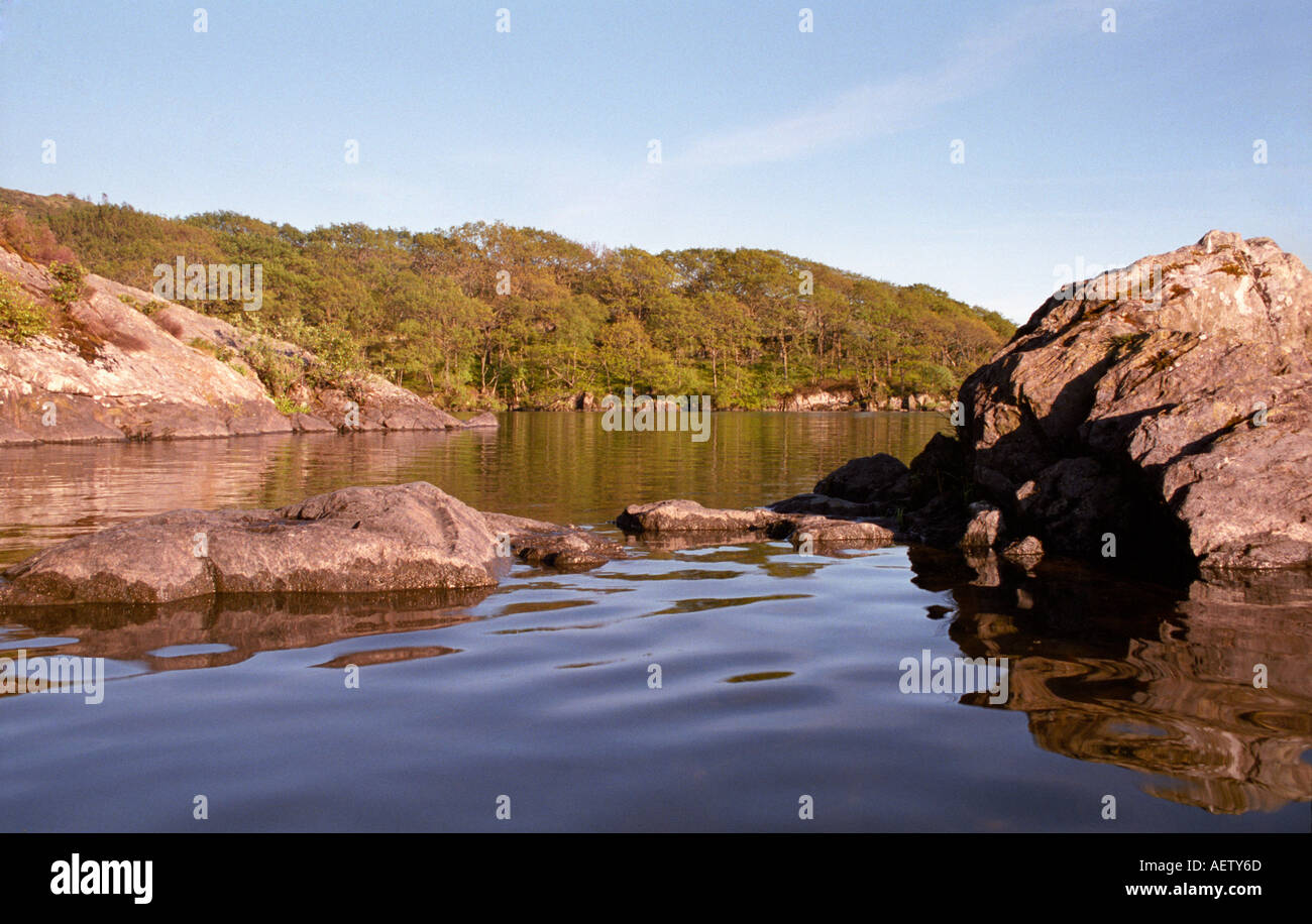 Rockt mit kleinen Baumwachstum Peel Insel aka Wild Cat Island in Arthur Ransomes Schwalben und Amazonen auf Coniston Water Stockfoto
