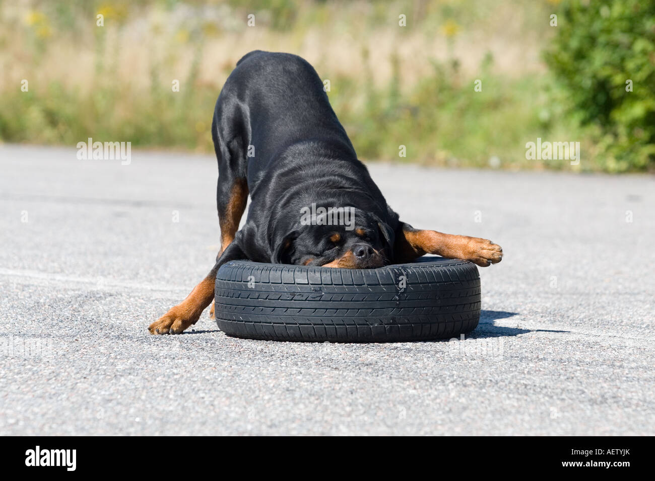 Rottweiler mit einem großen Reifen spielen Stockfoto