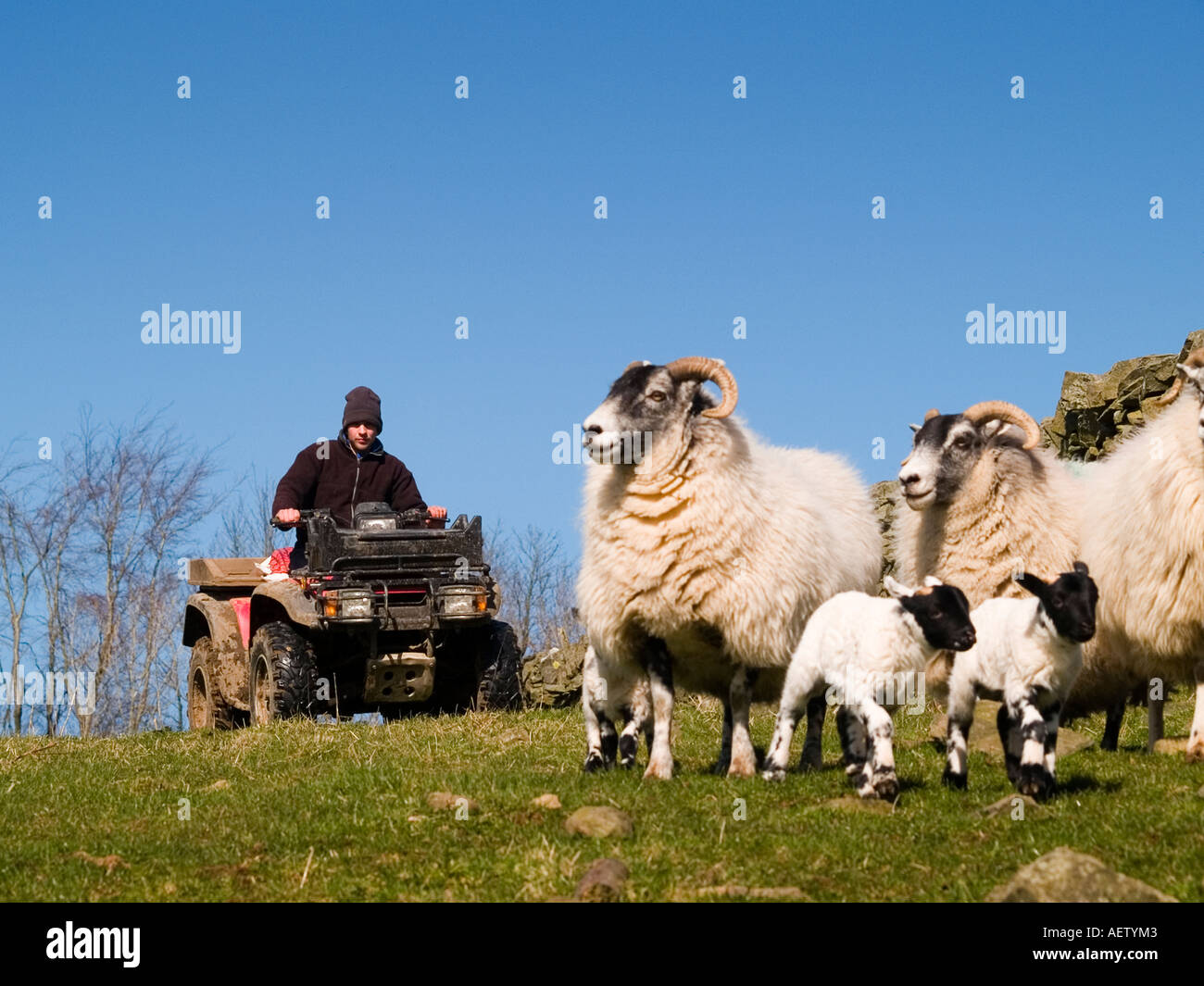 Hirte mit seinem Quad Aufrundung Mutterschafe und Lämmer. Stockfoto