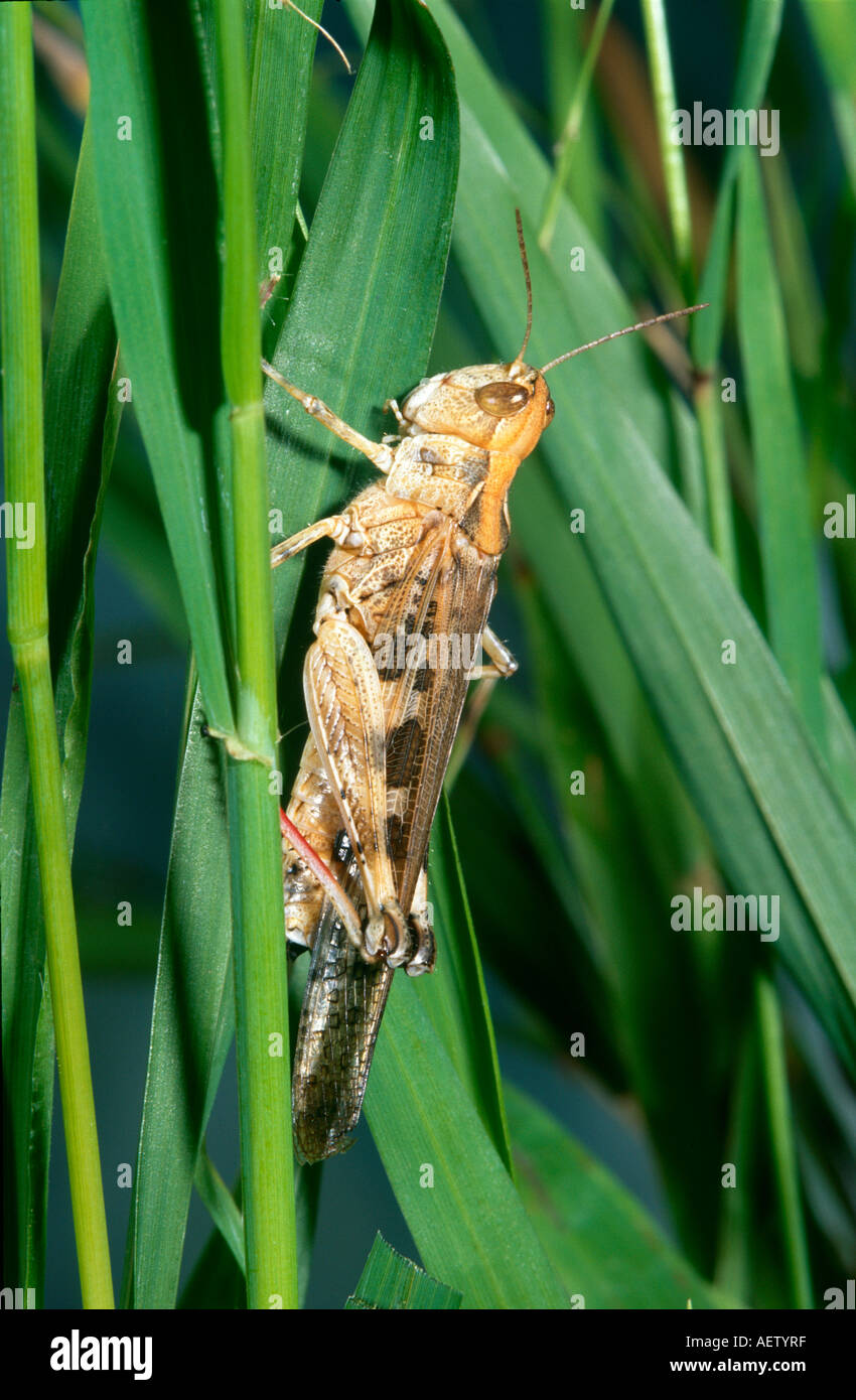 Australian Plague Locust auf Rasen Stockfoto