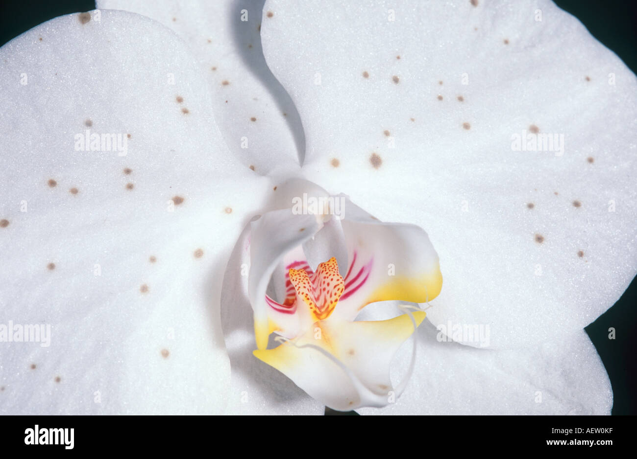 Botrytis Pilz Flecken auf Orchidee Blume Stockfoto