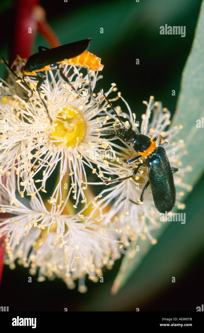 Australische Pest Weichkäfer ernähren sich von Blütennektar Eukalyptus Stockfoto