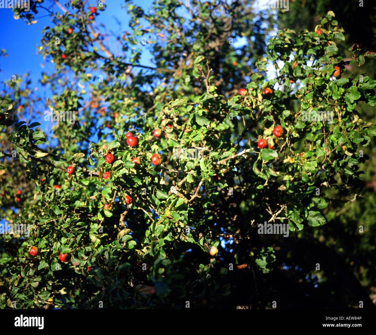 Äpfel am Baum senken Breinton Hereford Herefordshire england Stockfoto