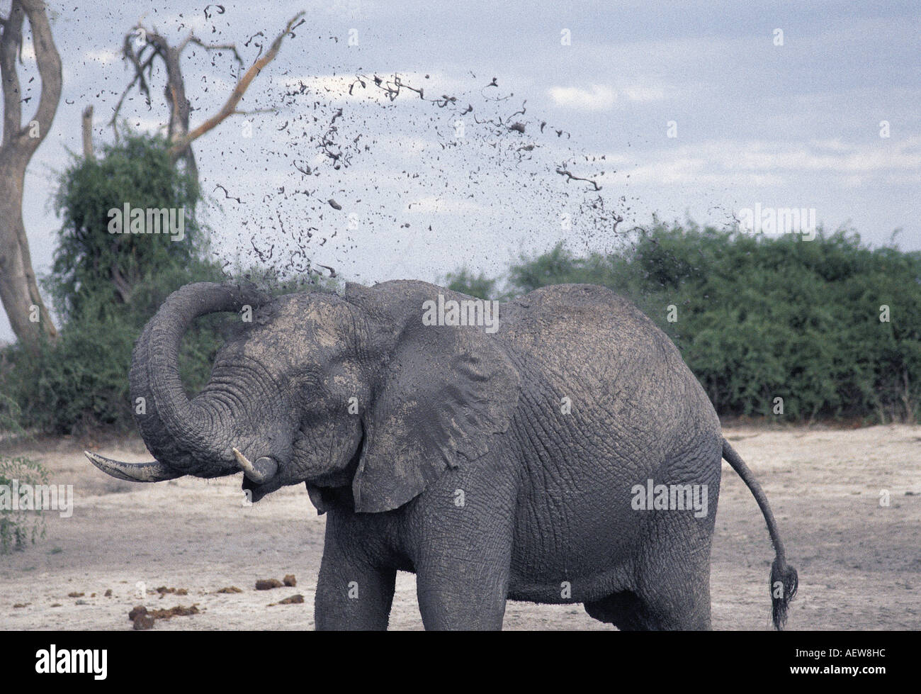 Ein junger Elefant ein Schlammbad nehmen und werfen Schlamm über seinem Kopf in der Nähe von Savuti Süden Chobe Nationalpark Botswana Stockfoto