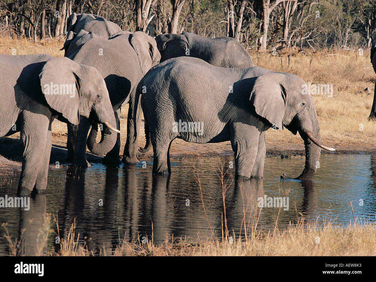 Elefanten trinken am Kwai Fluss Chobe-Nationalpark-Botswana-Südafrika Stockfoto