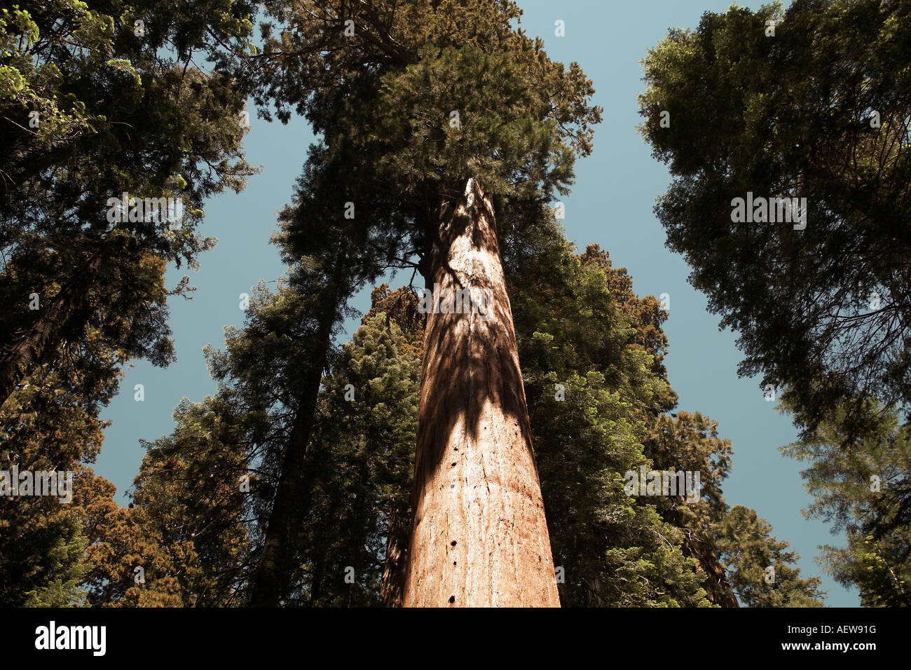 Zeigen Sie bis zu Redwood Baldachin im Sequoia National Park, Zentral-Kalifornien, USA an Stockfoto