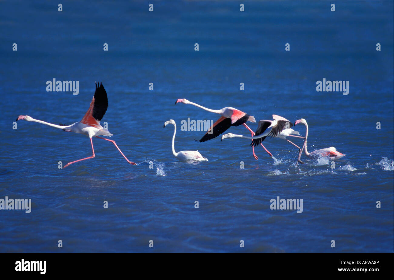 Namibia, Walvisbay in der Nähe von Swakopmund, mehr oder weniger Flamingos fliegen über Meer Stockfoto