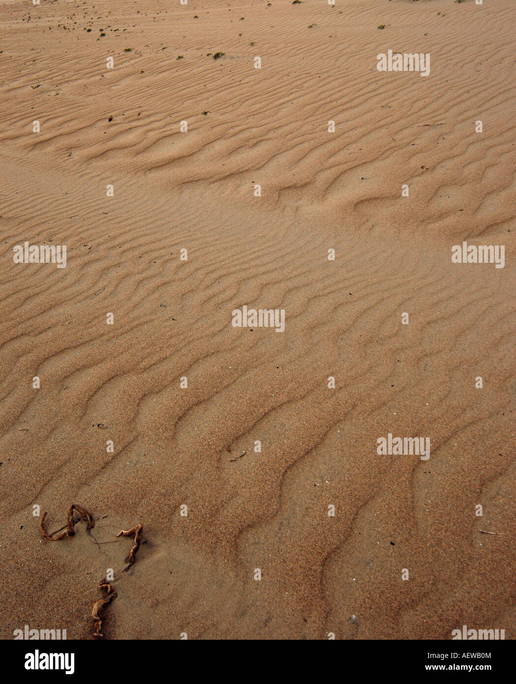 Wind fegte Sanddünen am Strand California, USA. Stockfoto