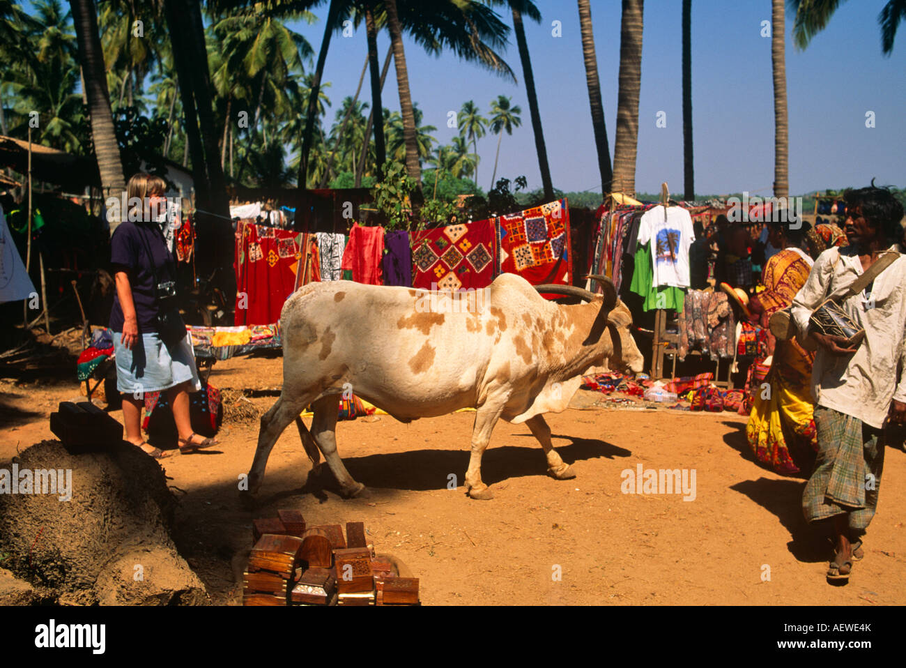 Eine heilige Kuh am Markt Anjuna Goa Indien Asien Stockfoto
