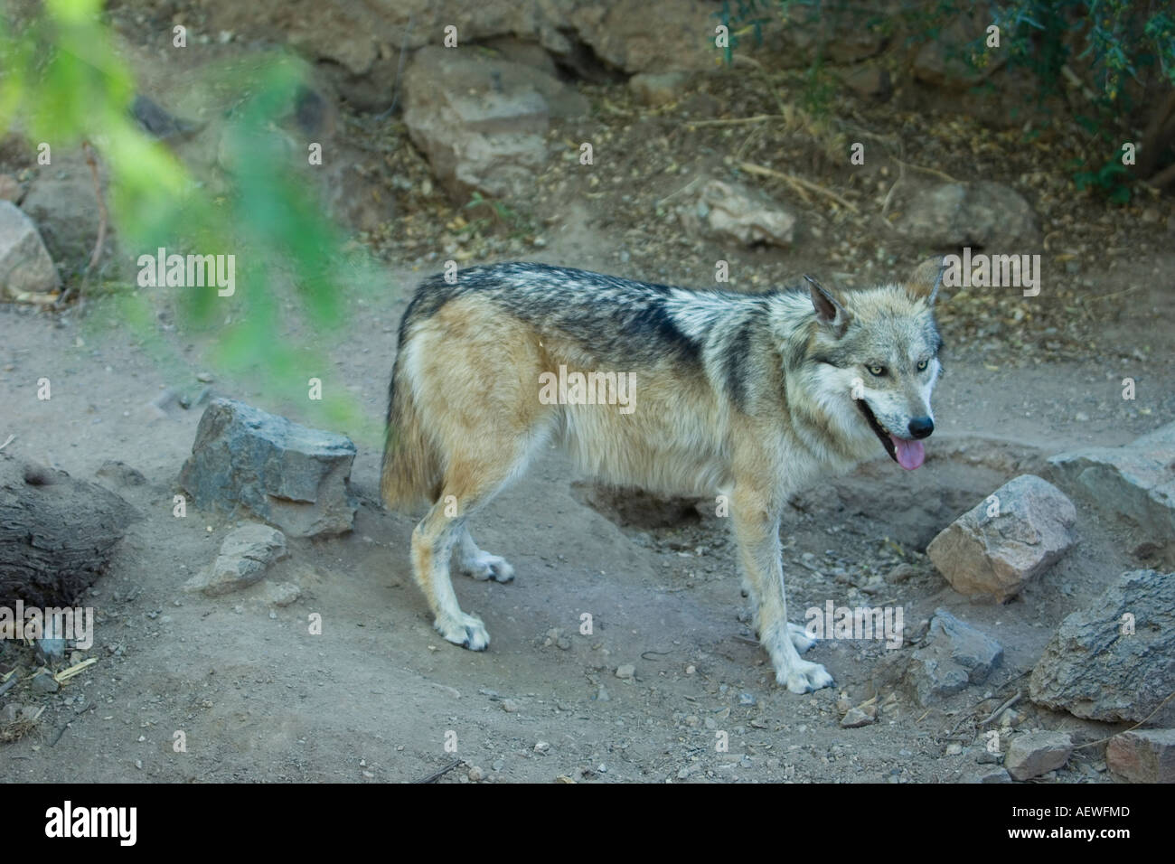 Mexikanische grauer Wolf Canis Lupus Baileyi auch als mexikanische Wolf und Lobo Stockfoto