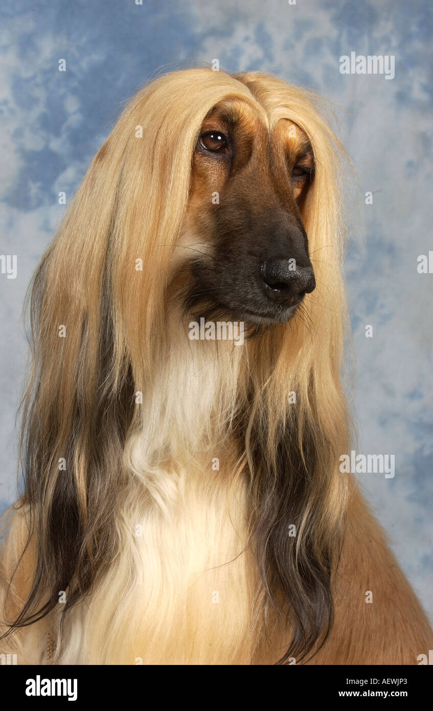 Afghanischer Windhund Stockfoto