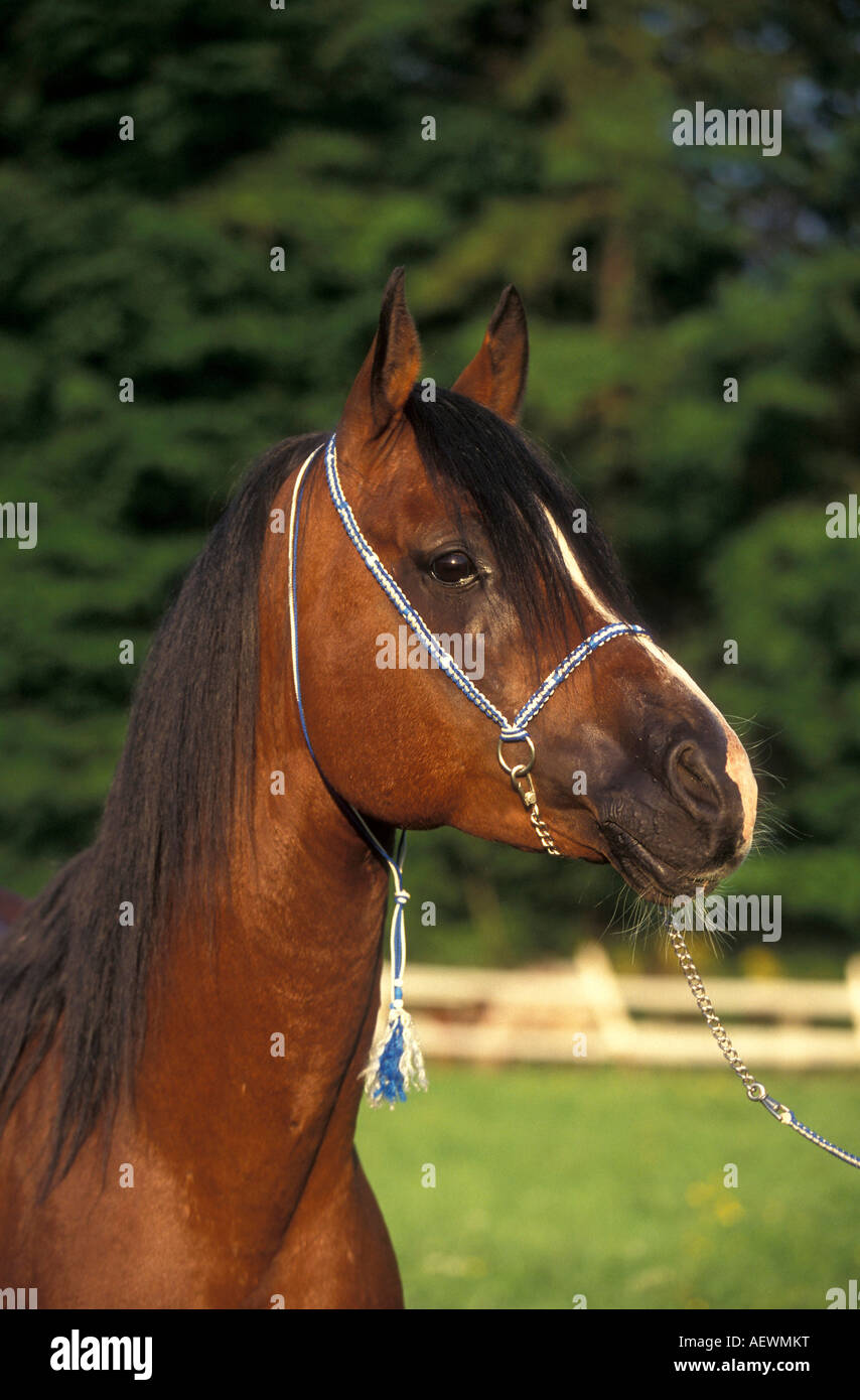 Arabische Pferd mit Kopf Kragen auf einer sommerlichen Koppel steht Stockfoto