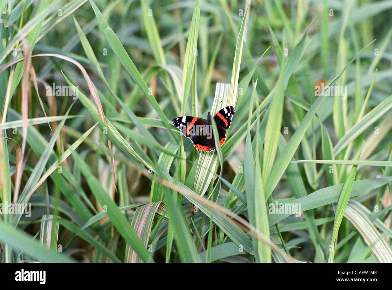 Red Admiral Schmetterling auf einige Gräser Stockfoto