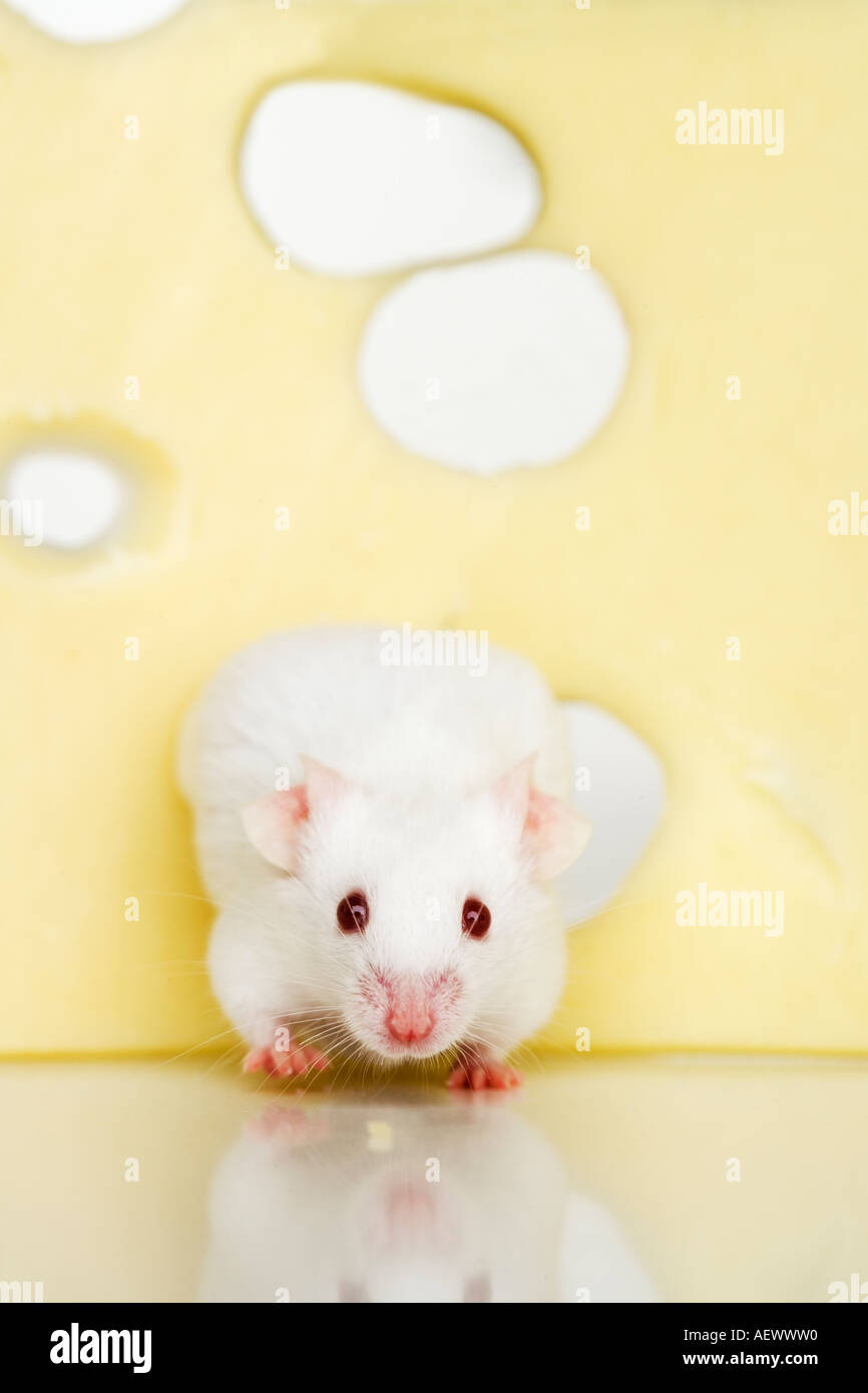 Weiße Maus Schweizer Käse Essen Stockfoto