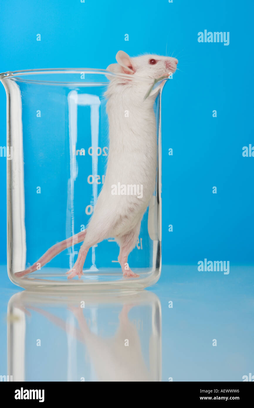 Weiße Maus im Labor Stockfoto