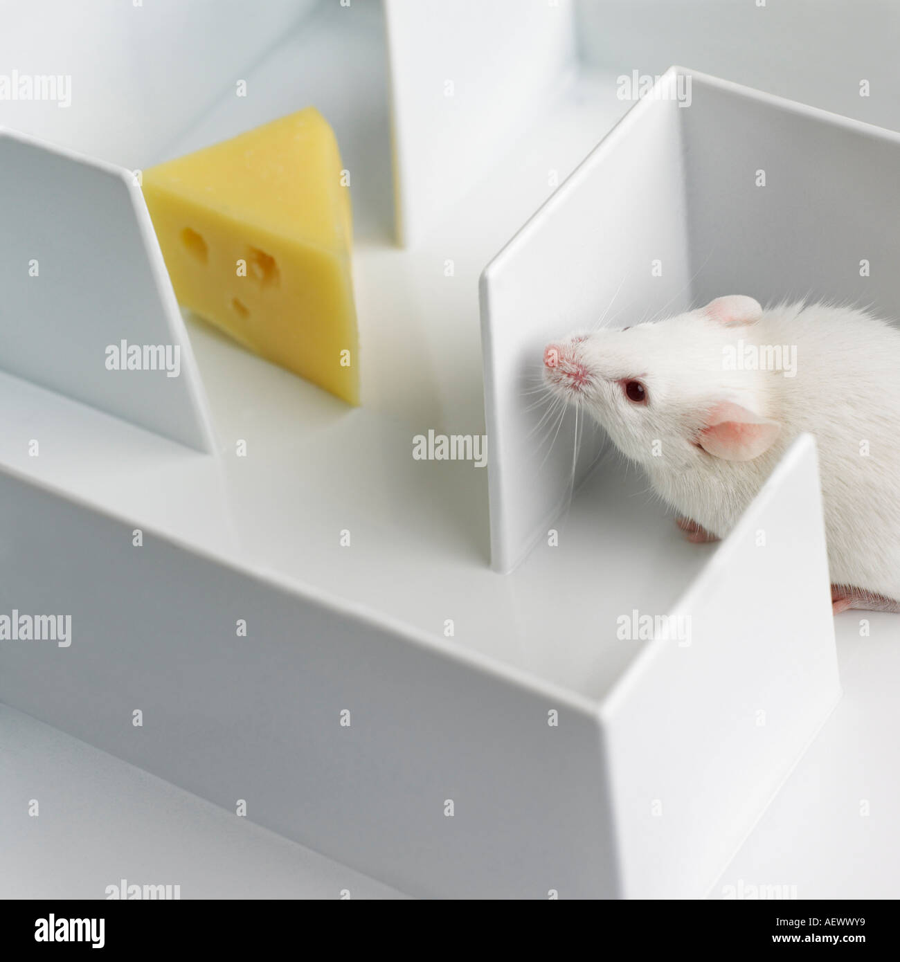 Maus labyrinth -Fotos und -Bildmaterial in hoher Auflösung – Alamy