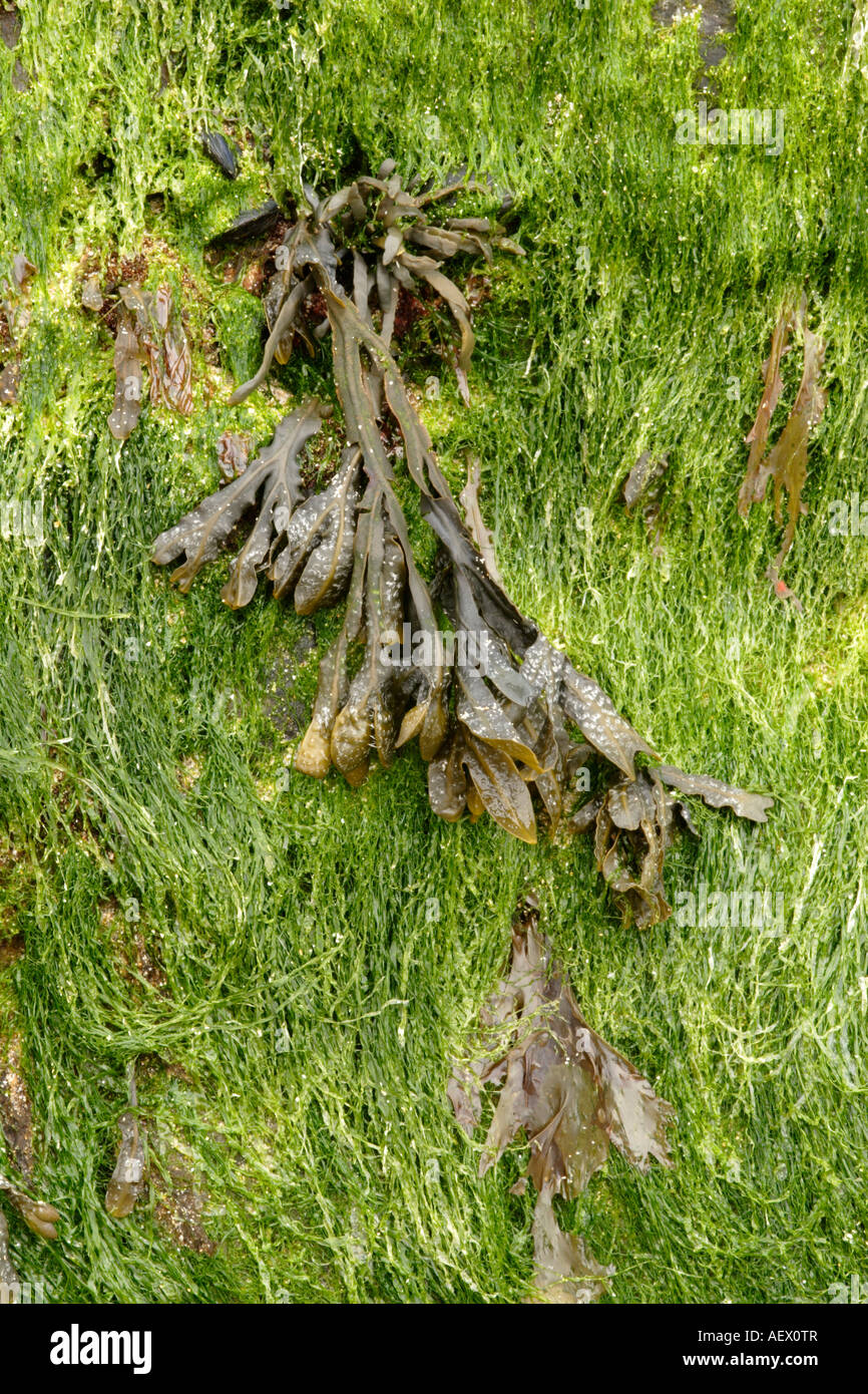 Spiral Wrack Algen (Fucus Spiralis) England, UK Stockfoto