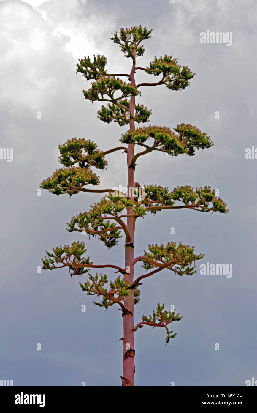 Jahrhundertpflanze Agave Americana oder Agave Parryi in voller Blüte Stockfoto