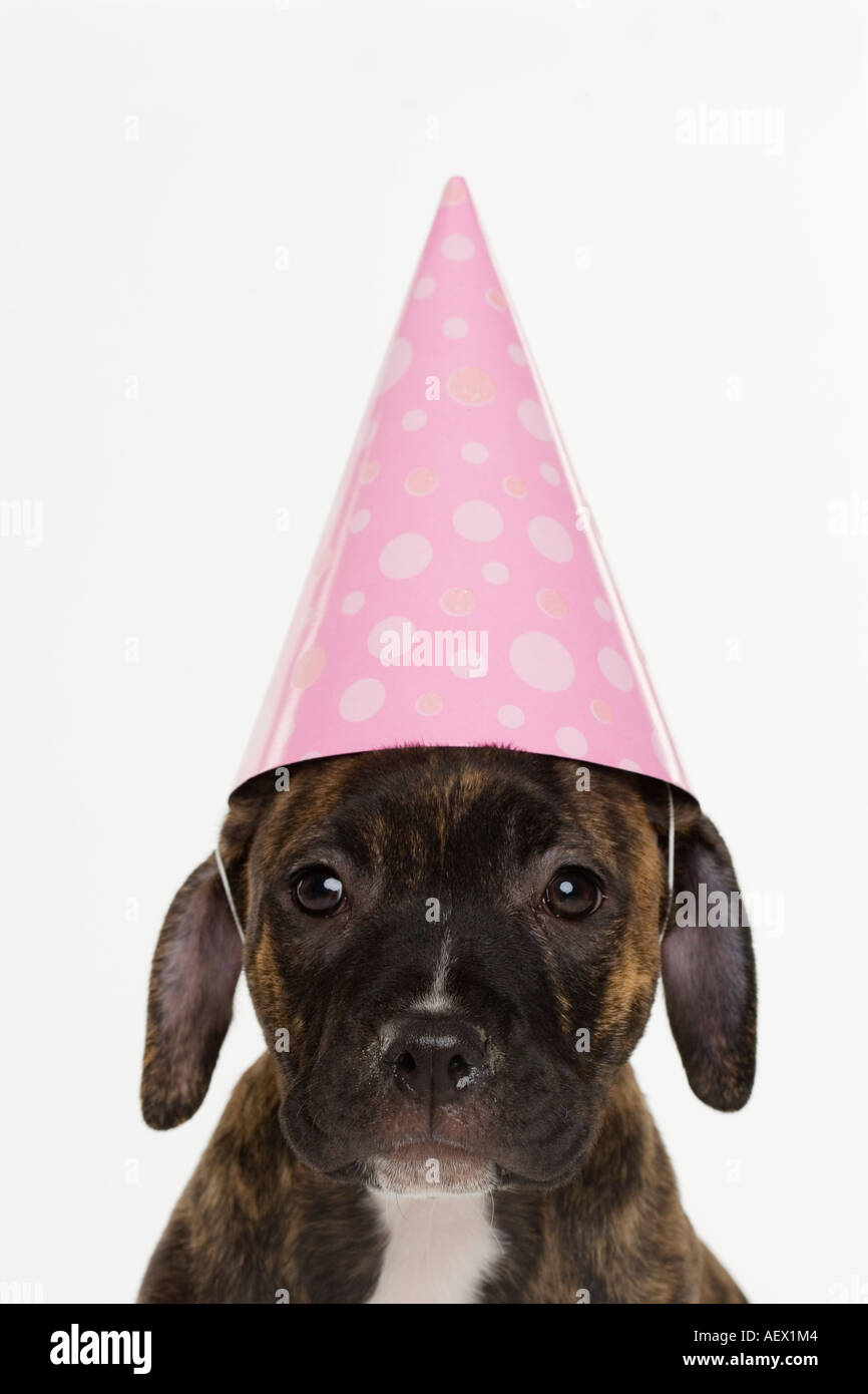 Pitbull Welpen tragen Partyhut Stockfoto