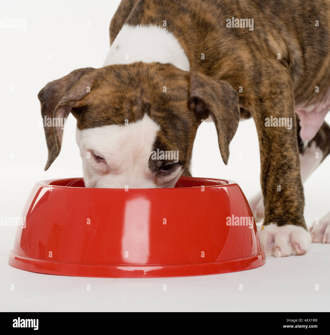 Welpen Pitbull Essen aus der Schale Stockfoto