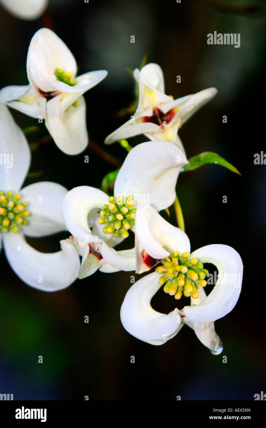 Hartriegel Baum Blumen bereit zu blühen Stockfoto