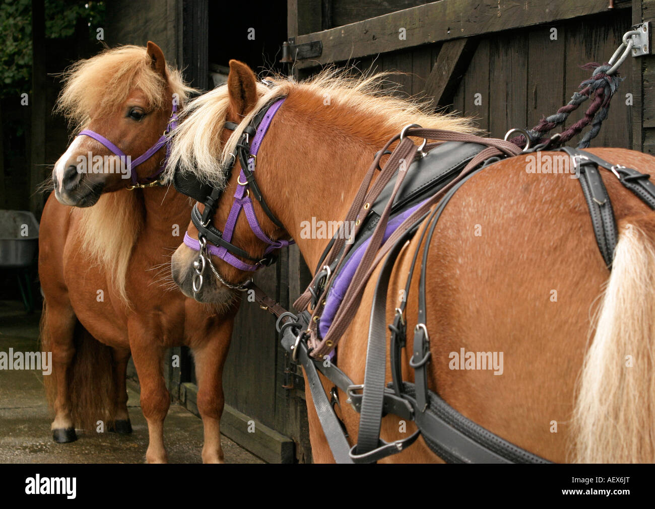 Zwei passende Ponys in der Vorbereitung zu getrieben genutzt wird Stockfoto