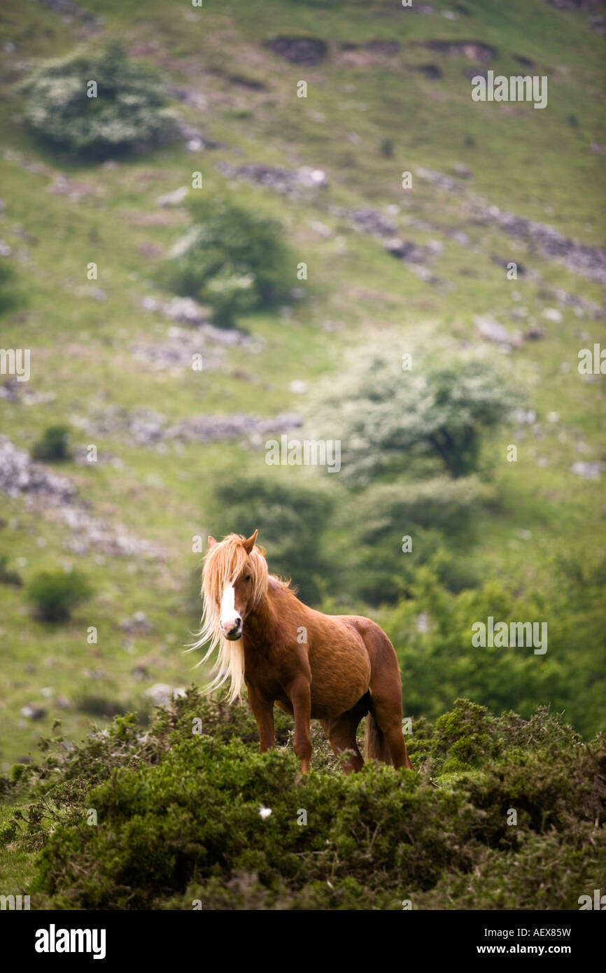 Welsh Mountain Ponys in das Tal der Ewyas Brecon Beacons Nationalpark Powys Wales Stockfoto